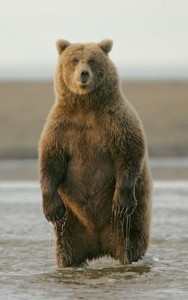bearb9.jpg